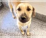 Small #2 Black Mouth Cur-Labrador Retriever Mix