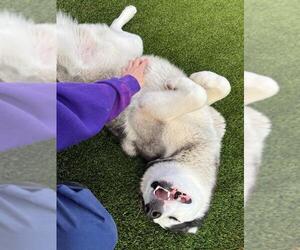 Huskies -Unknown Mix Dogs for adoption in Elk Grove, CA, USA