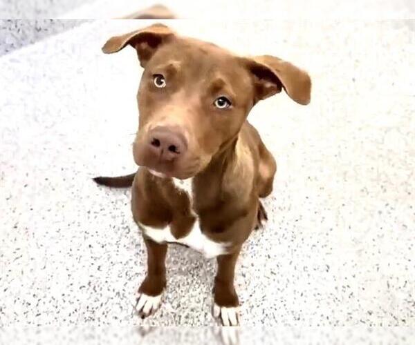 Medium Photo #2 American Pit Bull Terrier Puppy For Sale in Houston, TX, USA