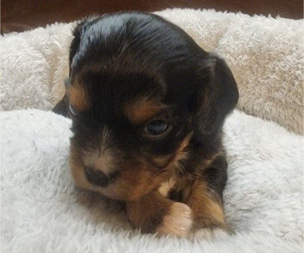 Medium Photo #15 Aussalier Puppy For Sale in ATHOL, ID, USA