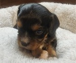 Small Photo #15 Aussalier Puppy For Sale in ATHOL, ID, USA