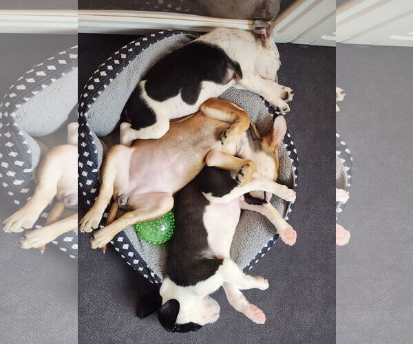 Medium Photo #5 Boston Huahua Puppy For Sale in St. Louis Park, MN, USA