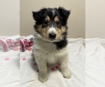 Small Collie