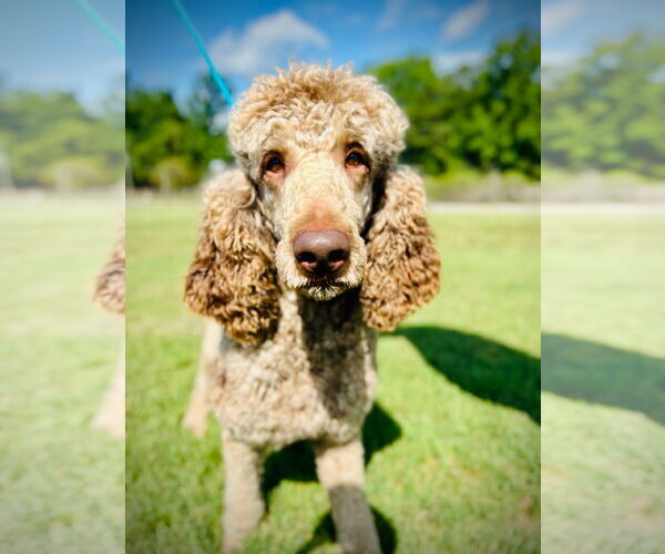 Medium Photo #2 Poodle (Standard) Puppy For Sale in Pacolet, SC, USA