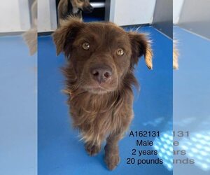 Dachshund-Unknown Mix Dogs for adoption in Calgary, Alberta, Canada