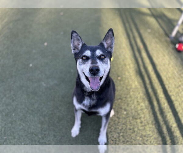 Medium Photo #2 Siberian Husky-Unknown Mix Puppy For Sale in Chula Vista, CA, USA