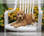 Small Photo #17 Goldendoodle Puppy For Sale in SEBRING, OH, USA