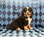 Small Photo #3 Bernese Mountain Dog Puppy For Sale in HARRISONBURG, VA, USA