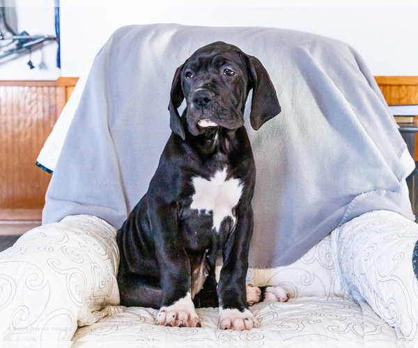 Medium Photo #9 Great Dane Puppy For Sale in WAKARUSA, IN, USA