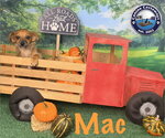 Small Photo #12 Chiweenie Puppy For Sale in Arcadia, FL, USA