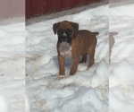 Small Photo #5 Boxer Puppy For Sale in AFTON, WY, USA