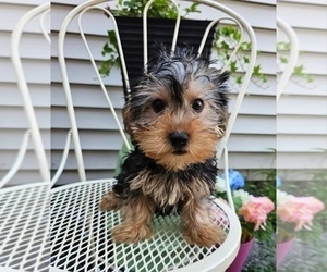 Yorkshire Terrier Puppy for sale in INDIANAPOLIS, IN, USA