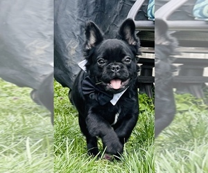 French Bulldog Puppy for sale in TACOMA, WA, USA