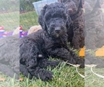 Small Photo #3 Labradoodle Puppy For Sale in PALMDALE, CA, USA
