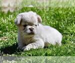 Small #14 French Bulldog