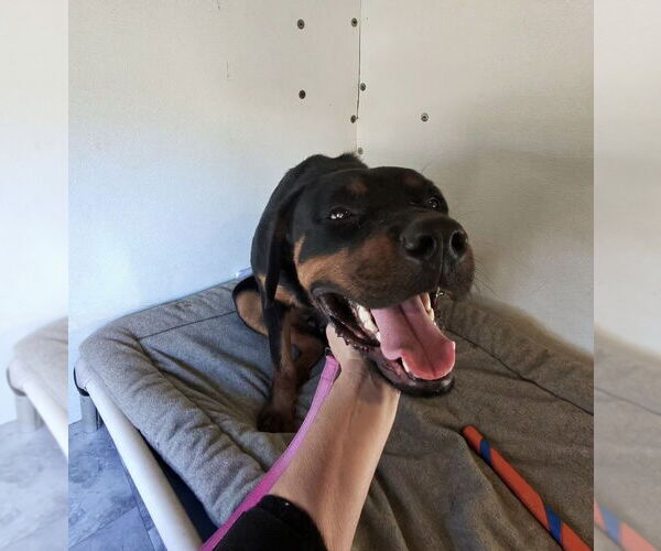 Medium Photo #8 Rottweiler Puppy For Sale in Gilbert, AZ, USA