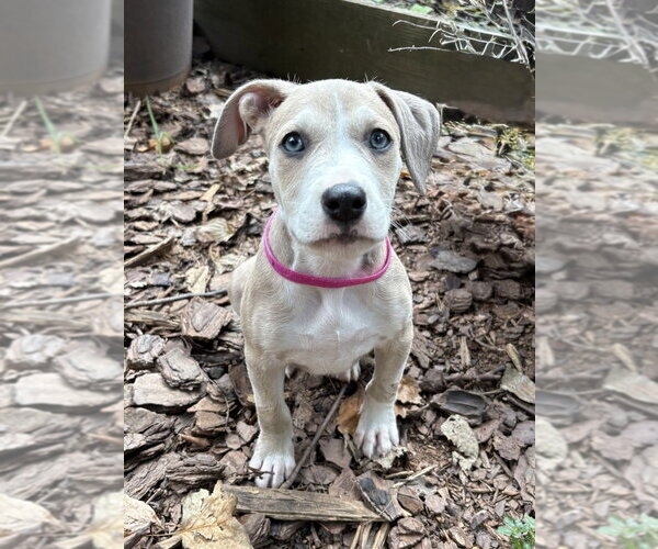 Medium Photo #3 Boxer-Unknown Mix Puppy For Sale in Mooresville, NC, USA