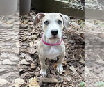 Small #2 Boxer Mix