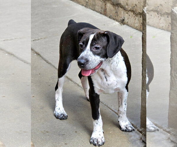 Medium Photo #6 Boglen Terrier Puppy For Sale in Chicago, IL, USA