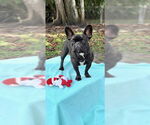 Small #1 French Bulldog