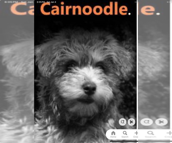 Medium Photo #68 Poocan Puppy For Sale in FAIR OAKS, CA, USA