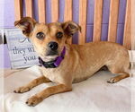 Small #2 Chihuahua Mix