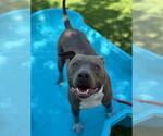 Small American Pit Bull Terrier