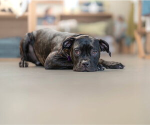 Valentina - Female Mutt Dog for Adoption - Photo #9