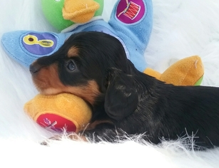 Dachshund Puppy for sale in BEN WHEELER, TX, USA