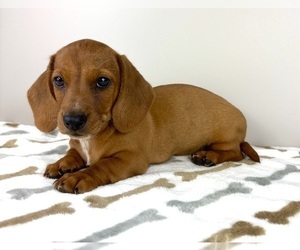Dachshund Puppy for sale in INDIANAPOLIS, IN, USA