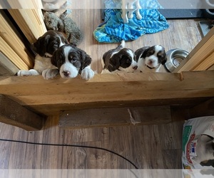 English Springer Spaniel Puppy for sale in DARBY, MT, USA