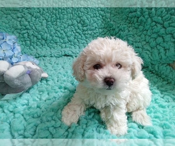 Medium Photo #1 Zuchon Puppy For Sale in LAUREL, MS, USA