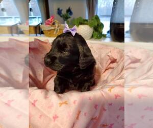 Miniature Labradoodle Puppy for sale in BROWNSTOWN, MI, USA