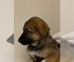 Small Photo #10 German Shepherd Dog Puppy For Sale in FALMOUTH, VA, USA