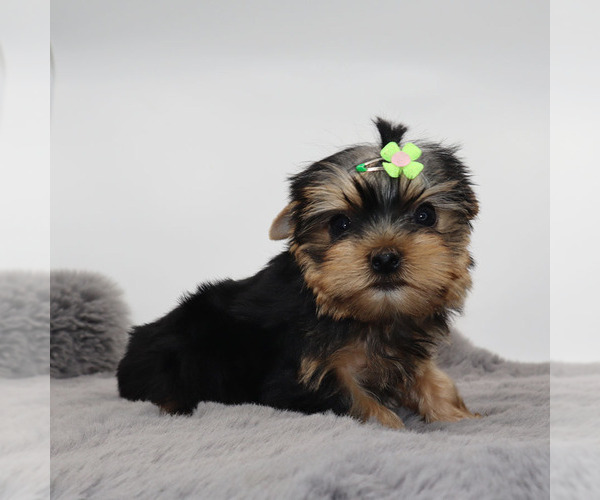 Medium Photo #3 Yorkshire Terrier Puppy For Sale in LOS ANGELES, CA, USA
