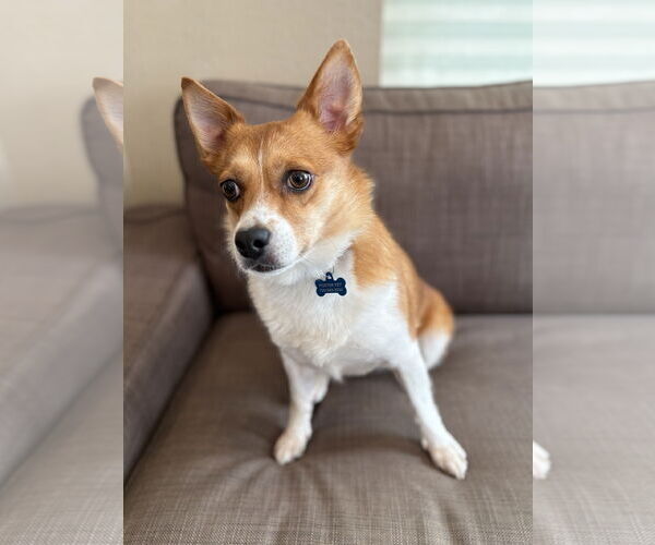 Medium Photo #5 Pembroke Welsh Corgi-Unknown Mix Puppy For Sale in Denver , CO, USA