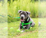 Small #6 American Staffordshire Terrier-Labrador Retriever Mix
