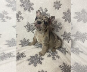 French Bulldog Puppy for sale in MIAMI, FL, USA