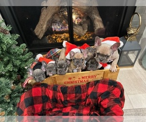 French Bulldog Puppy for sale in CANTON, MA, USA