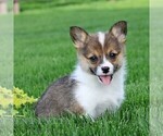 Small Pembroke Welsh Corgi