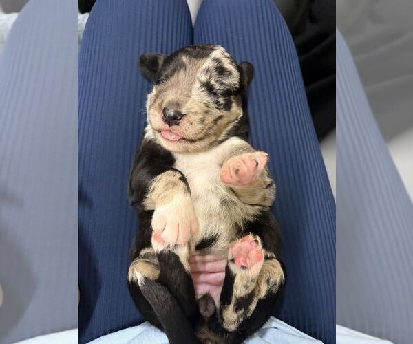 Medium Photo #1 Collie-Unknown Mix Puppy For Sale in Calgary, Alberta, Canada