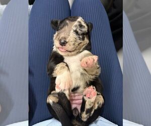 Collie-Unknown Mix Dogs for adoption in Calgary, Alberta, Canada