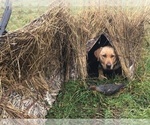 Small Photo #5 Labrador Retriever Puppy For Sale in TACOMA, WA, USA