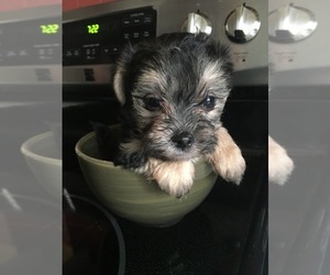 Morkie Puppy for sale in MAITLAND, FL, USA