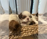 Small #1 Shih Tzu