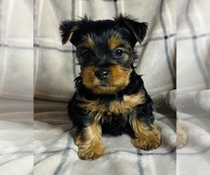 Yorkshire Terrier Puppy for sale in FREEDOM, WI, USA