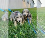 Small #2 Miniature Bernedoodle