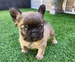 Small #6 French Bulldog