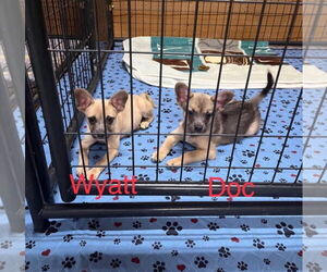 Pomeranian Dogs for adoption in Jackson Township, NJ, USA