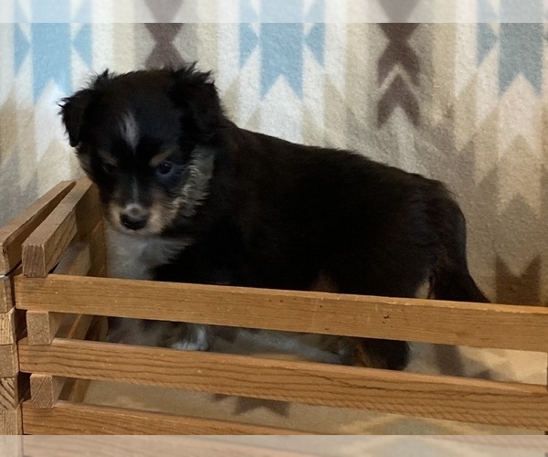 Medium Photo #9 Shel-Aussie Puppy For Sale in FORT MORGAN, CO, USA